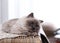 Birman cat on wicker chest. Cute pet