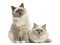 Birman cats looking at the camera, isolated