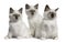 Birman Kittens, 2 months old, sitting