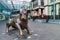 Birminghamm, UK - October 3rd, 2017 : A Bull Sculpture Outside the Front of the Bullring Shopping Centre, a landmark in