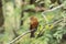 Birro chico Pyrrhomyias cinnamomeus