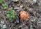 Birth boletus mushroom (Leccinum aurantiacum) next to a small bush cranberries