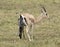 Birth of a Grant\'s gazelle