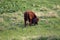 Birth of heck cattle in the meadow