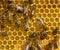 Birth of a new life in the colony of bees