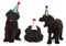 Birthday Black Russian Terriers