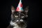 Birthday cat kitty funny cute pretty happy small animal playful festive hat celebrate, cake candles gifts banner copy