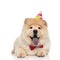 Birthday chow chow wearing red bowtie resting and panting