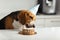 Birthday for a dog of breed beagle. Happy dog eating delicious cake