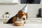 Birthday for a dog of breed beagle. Happy dog eating delicious cake