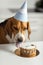Birthday for a dog of breed beagle. Happy dog eats delicious cake and licks his tongue.