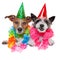 Birthday dogs