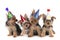 Birthday Theme Yorkshire Terrier Puppies on White