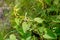 A Birthwort also called Aristolochia clematitis is growing in th