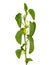 Birthwort, Aristolochia clematitis