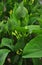 Birthwort Aristolochia clematitis