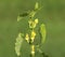 Birthwort plant, Aristolochia clematitis