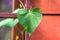 Birthwort poisonous climbing plant