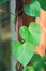Birthwort poisonous climbing plant