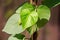 Birthwort poisonous climbing plant