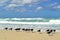 Birts on the beach. Varadero, Cuba