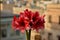 BIRZEBBUGA, MALTA - Dec 02, 2014: Bunch of Charisma Amaryllis flowers. Natural Bouquet.s