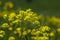 Biscutella laevigata bright yellow alpine flowers in bloom, perennial buckler-mustard mountain flowering petal plant