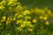 Biscutella laevigata bright yellow alpine flowers in bloom, perennial buckler-mustard mountain flowering petal plant