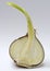 Bisected germed chinese garlic