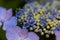 Bisexual flowers of Lacecap hydrangea