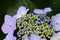Bisexual flowers of Lacecap hydrangea