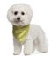 Bishon Frise wearing scarf, 7 years old