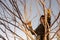 Bishop, California, USA: city employee prunes trees near library