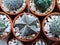 Bishop`s cap cactus in home nursery