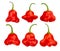 Bishop`s crown pepper