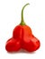 Bishop`s crown pepper