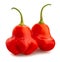 Bishop`s crown pepper