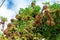 Bishop wood Bischofia javanica fruit bunches hanging on branches - Long Key Natural Area, Davie, Florida, USA