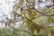 Bishop wood Bischofia javanica young castings and flowers in the shape of earrings on a spring day