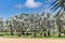 Bismark Palms in Botanical Garden in front of Blue Sky, Australia