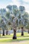 Bismark Palms in Botanical Garden in front of Blue Sky, Australia