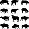 Bison, African buffalo and Asian buffalo