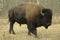 Bison in Alberta