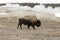 Bison or American buffalo, Old Faithful, Yellowstone National Pa