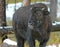 Bison or American Buffalo, Rocky Mountains, USA