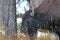 Bison or American Buffalo, Rocky Mountains, USA