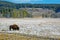 Bison or American Buffalo, Rocky Mountains, USA