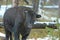 Bison or American Buffalo, Rocky Mountains, USA