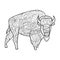 Bison animal coloring book for adults vector