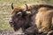 Bison - animals that live in nature reserves in Europe